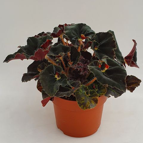 Begonia 'Anne' — Växter grossist FlorAccess