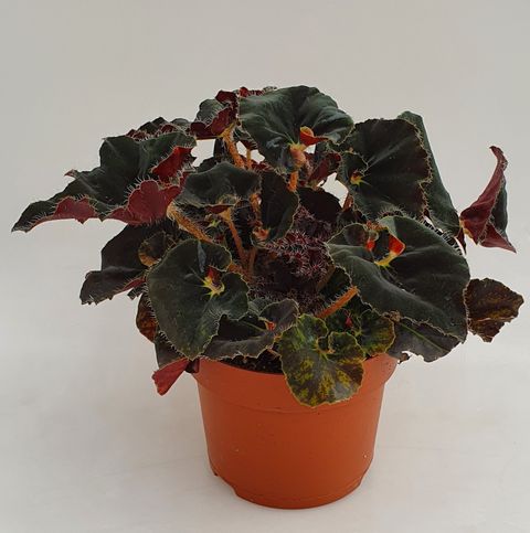 Begonia 'Anne'