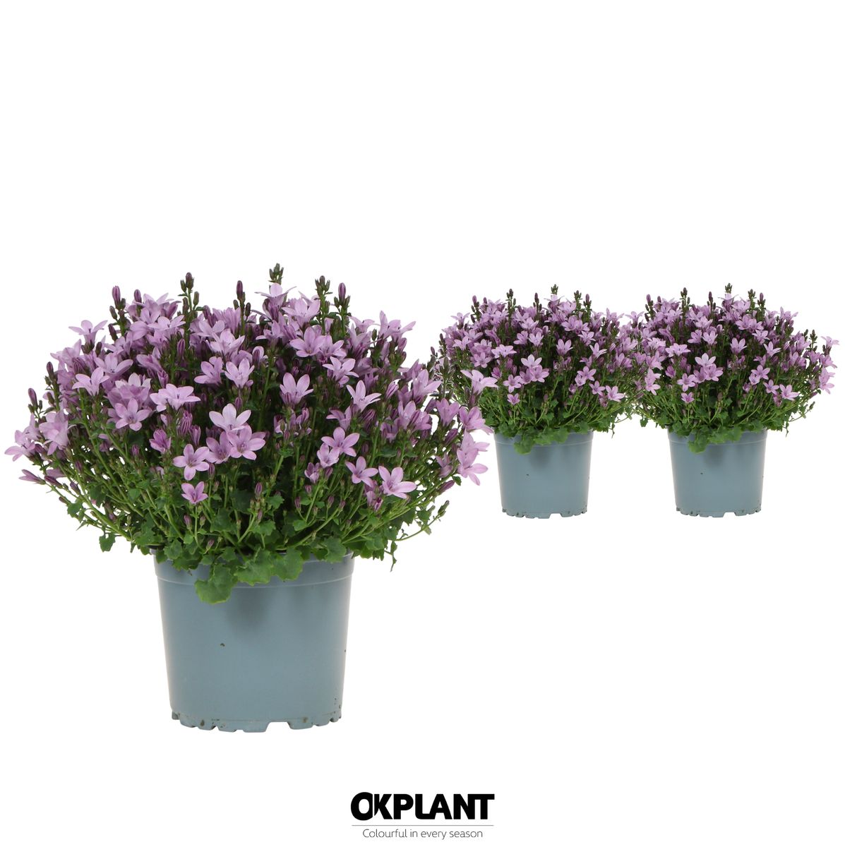 Campanula AMBELLA PINK — Plant Wholesale FlorAccess