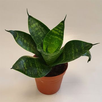 Sansevieria 'Forest Star'