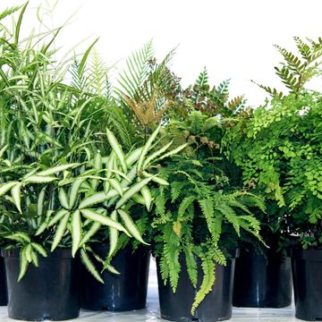 Ferns MIX