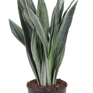 Sansevieria 'Sayuri'