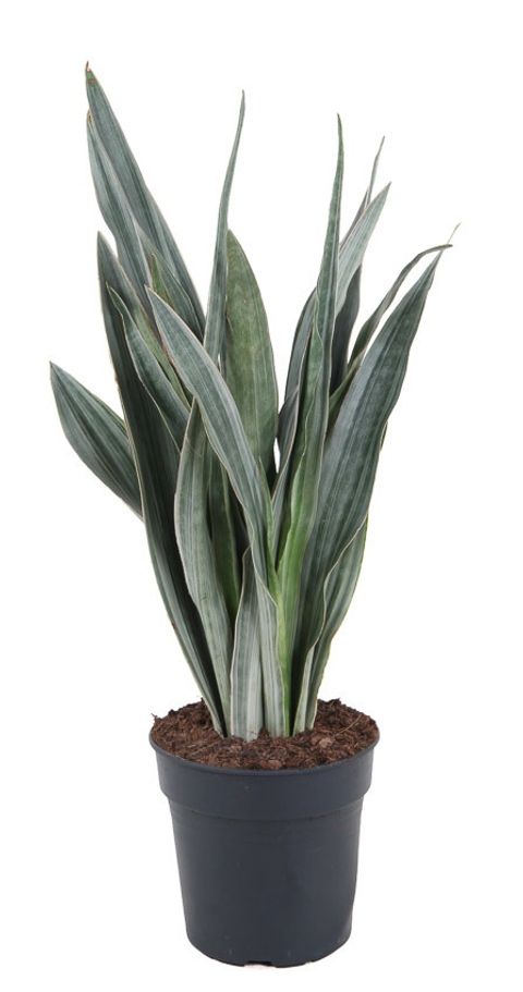 Sansevieria 'Sayuri'