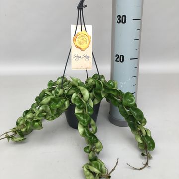 Hoya carnosa 'Compacta'