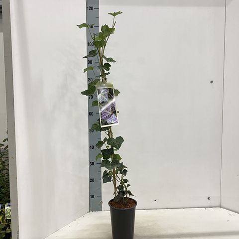 Hedera helix 'Woerner'