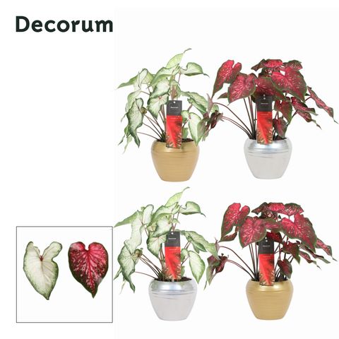 Caladium MIX