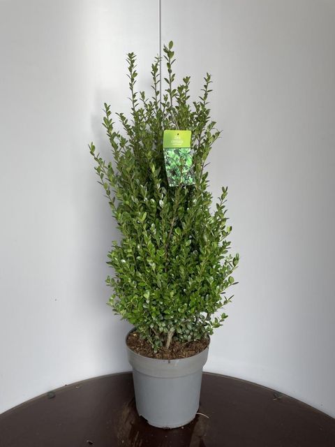 Ilex crenata 'Caroline Upright'