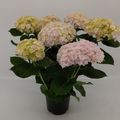 Hydrangea macrophylla HOVARIA VUURWERK ROSE