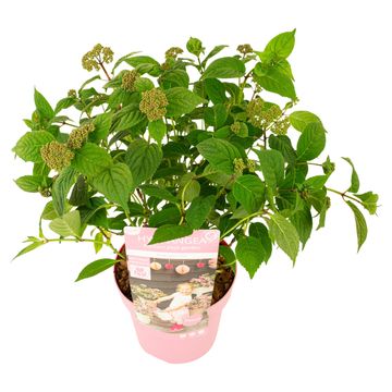 Hydrangea serrata 'Pink Petticoat'