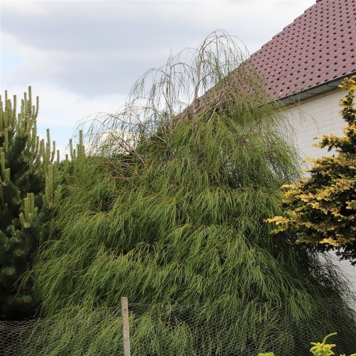 Chamaecyparis lawsoniana 'Drooping Solo'