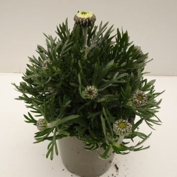 Rhodanthemum hosmariense 'African Spring'