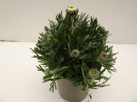 Rhodanthemum hosmariense 'African Spring'