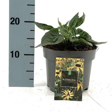 Rudbeckia fulgida 'Little Goldstar'