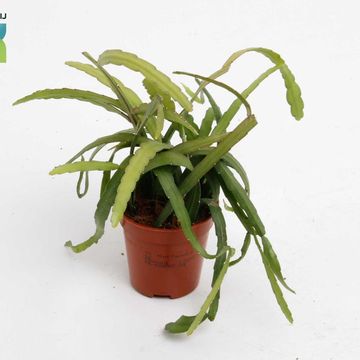 Lepismium bolivianum