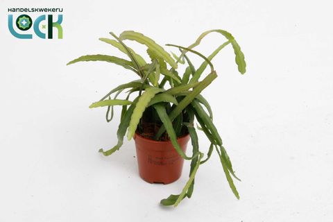 Lepismium bolivianum