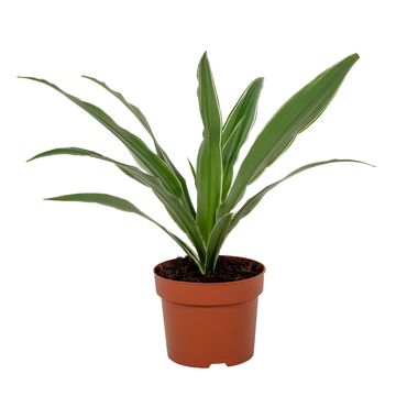 Dracaena fragrans 'Warneckei'