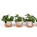 Pilea peperomioides
