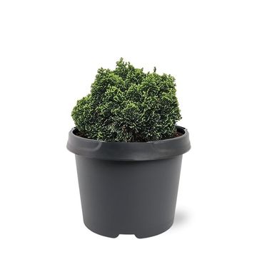 Chamaecyparis obtusa 'Elf'