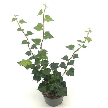 Hedera helix 'Arborescens'