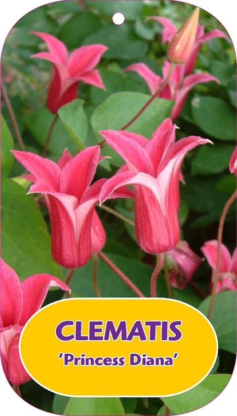 Clematis 'Princess Diana' (T) — Plant Wholesale FlorAccess