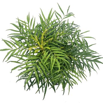 Mahonia eurybracteata 'Soft Caress'