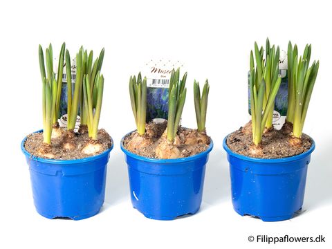 Muscari 'Blue Magic'