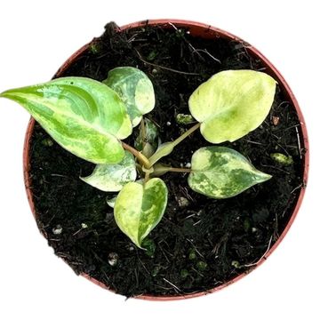 Philodendron billietiae 'Variegata'