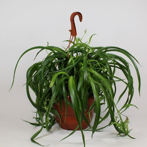 Chlorophytum comosum 'Green Bonnie'