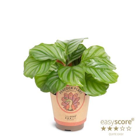 Calathea orbifolia