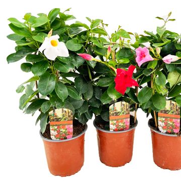 Mandevilla RIO MIX