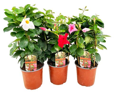 Mandevilla RIO MIX