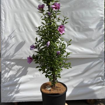 Hibiscus syriacus FLOWER TOWER PURPLE