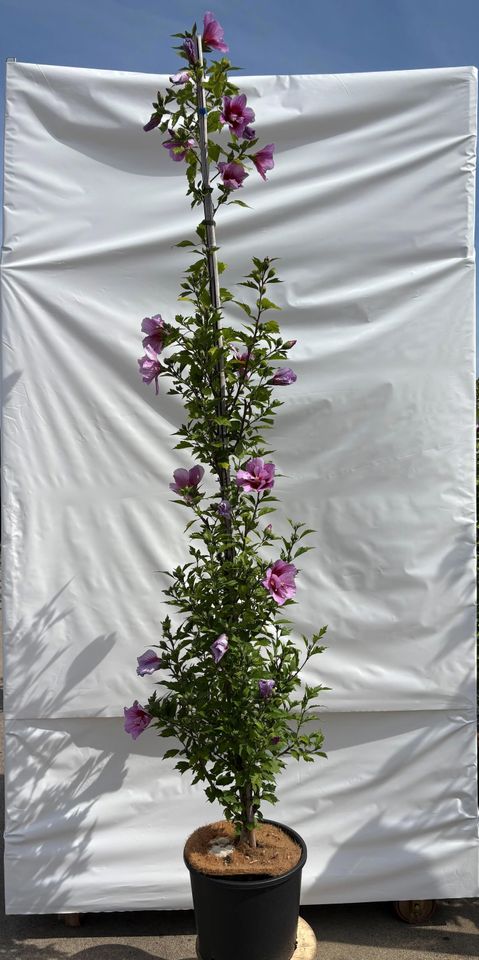 Hibiscus syriacus FLOWER TOWER PURPLE
