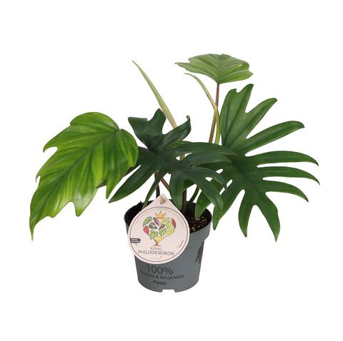 Philodendron mayoi