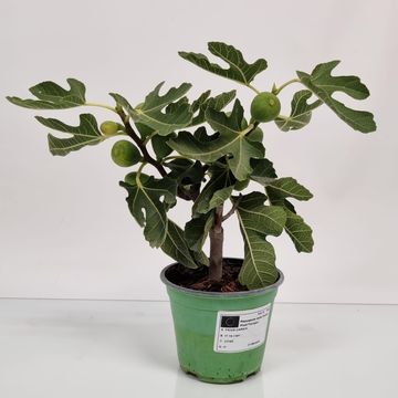 Ficus carica 'Bornholms Diamant'