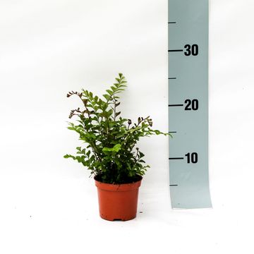 Didymochlaena truncatula