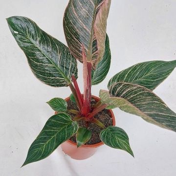 Philodendron PINK BIKINI
