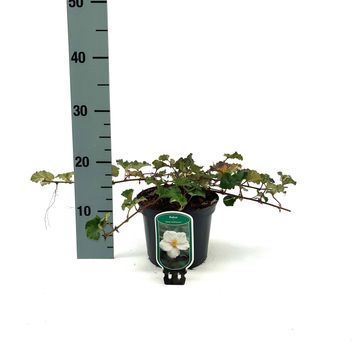 Rubus 'Betty Ashburner'