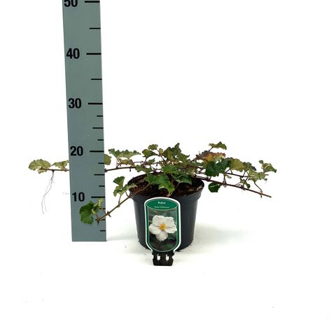 Rubus 'Betty Ashburner'