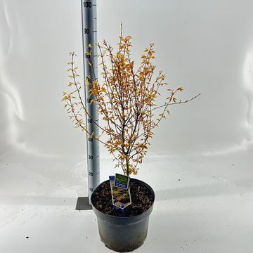 Acer palmatum 'Orange Dream'
