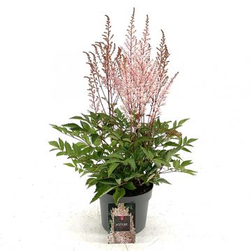 Astilbe 'Look at Me'