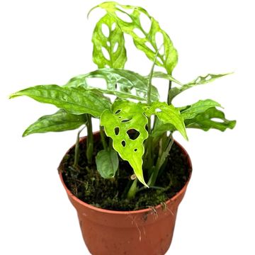 Μονστέρα obliqua 'Peru'