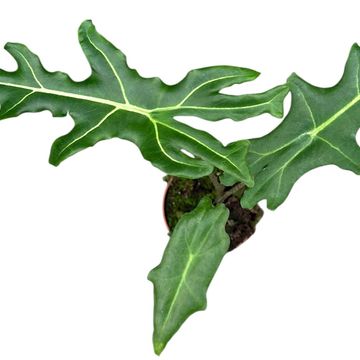 Alocasia portei