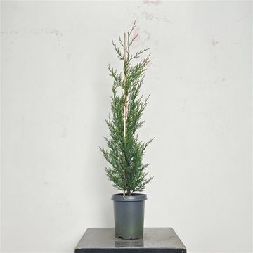 x Cupressocyparis leylandii 'Tweeduizendéén'