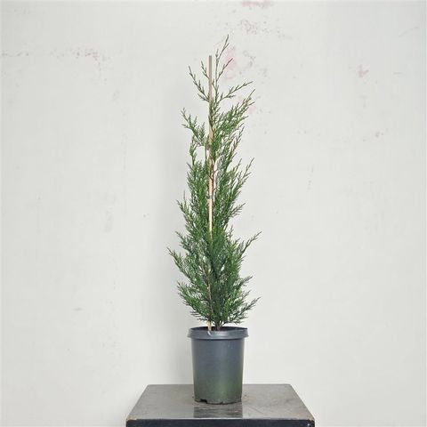 x Cupressocyparis leylandii 'Tweeduizendéén'