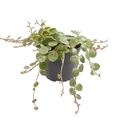 Peperomia prostrata