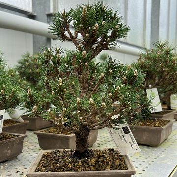 Pinus thunbergii 'Kotobuki'