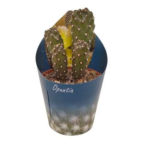 Tacinga subcylindrica