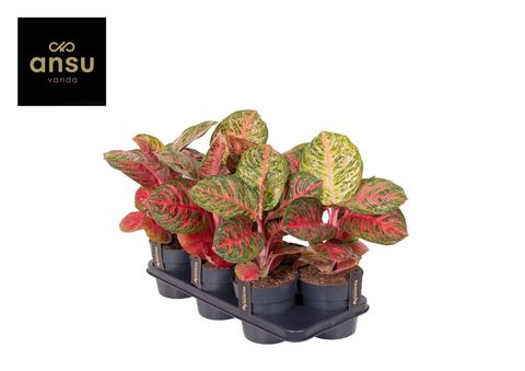 Aglaonema 'Red Balloon'