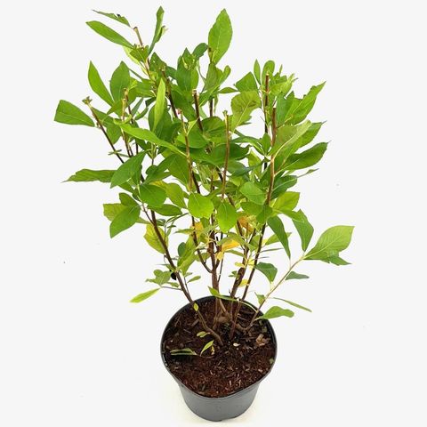 Clethra alnifolia 'Pink Spire'